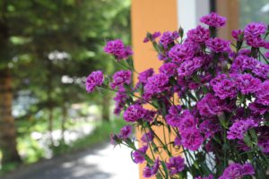 Blumen