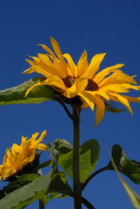 Sonnenblume