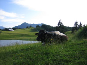 St. Koloman Landschaft
