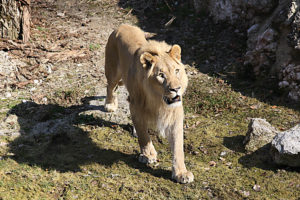 Salzburger Zoo